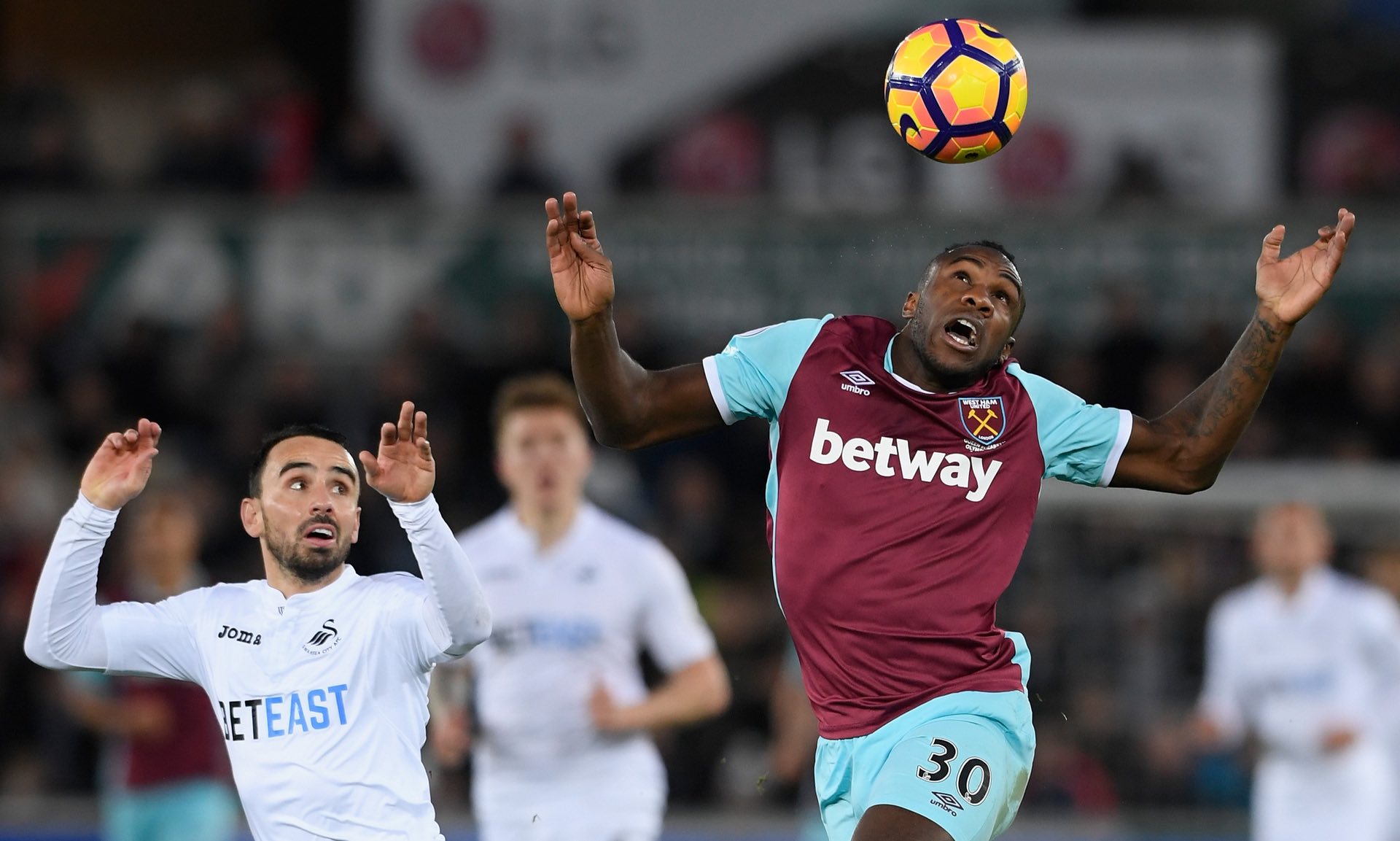 和观赏性 和观赏性